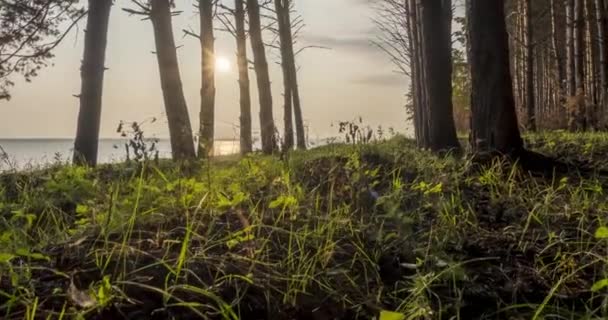 Floresta selvagem lago timelapse na hora de verão. Natureza selvagem e prado rural. Floresta verde de pinheiros, raios de sol e nuvens sobre o mar. Motorizado dolly movimento deslizante — Vídeo de Stock