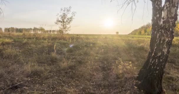 A rét időpontja nyáron vagy ősszel. Vidéki mező boszorkány napsugarak, fák és zöld fű. Motorizált babacipő naplementekor — Stock videók
