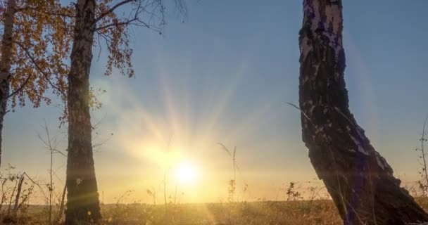 Часовий пояс лугу в літній або осінній час. Сільське поле відьом сонячні промені, дерева і зелена трава. Моторизований ляльковий повзунок на sunsset — стокове відео