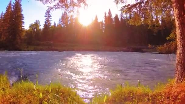 Äng vid bergsflodens strand. Landskap med grönt gräs, tallar och solstrålar. Rörelse på motordriven sliderdocka. — Stockvideo