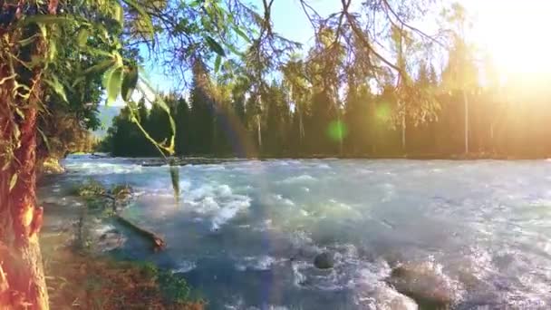 Dağ nehri kıyısındaki çayır. Yeşil çimlerle, çam ağaçlarıyla ve güneş ışınlarıyla kaplı bir manzara. Motorlu kaydırma kulesinde hareket. — Stok video