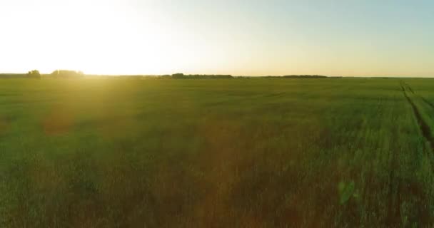 Low altitude flight above rural summer field with endless yellow landscape at summer sunny evening. Sun rays on horizon. — Stock Video