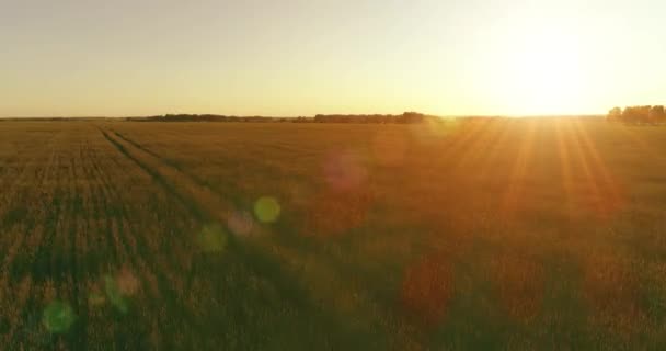 Πτήση χαμηλού υψομέτρου πάνω από το αγροτικό καλοκαιρινό πεδίο με απέραντο κίτρινο τοπίο το καλοκαίρι ηλιόλουστο βράδυ. Ηλιακές ακτίνες στον ορίζοντα. — Αρχείο Βίντεο