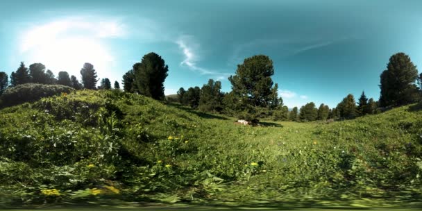 UHD 4K 360 VR καταπράσινο ορεινό δάσος. Ηλιαχτίδες και σκιές, γρασίδι και πεύκα. — Αρχείο Βίντεο