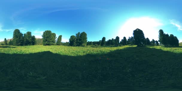 UHD 4K 360 VR yeşil dağ ormanı. Güneş ışığı ve gölge, çimen ve çam ağaçları. — Stok video