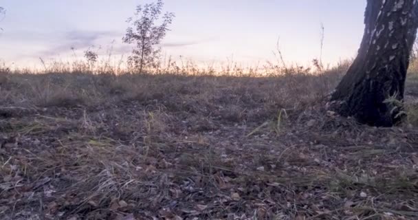 A rét időpontja nyáron vagy ősszel. Vidéki mező boszorkány napsugarak, fák és zöld fű. Motorizált babacipő napkeltekor — Stock videók