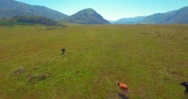 Güneşli yaz sabahında kayalarla birlikte taze, hızlı dağ nehri üzerinde alçak irtifa uçuşu..
