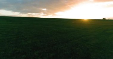 Güneşli yaz akşamında sonsuz sarı tarlaları olan kırsal kesimin üzerinde bir uçuş. Sonbahar gündoğumunda tarım arazisi