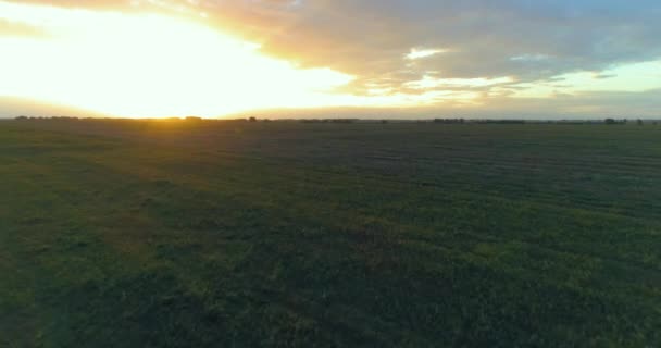 उन्हाळ्याच्या संध्याकाळी अंतहीन पिवळ्या फील्डसह ग्रामीण उन्हाळ्याच्या लँडस्केपच्या वर उड्डाण. शरद ऋतूच्या सूर्योदयाच्या वेळी कृषी शेतजमीन — स्टॉक व्हिडिओ