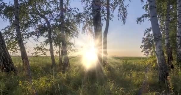 Время полета лугов летом или осенью. Сельское поле солнечные лучи ведьм, деревья и зеленая трава. Моторизованный ползунок — стоковое видео