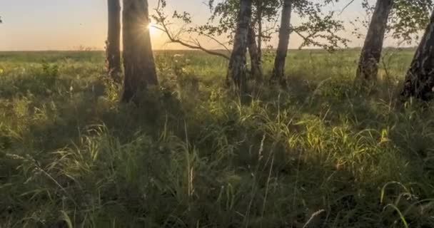 Часовий пояс лугу в літній або осінній час. Сільське поле відьом сонячні промені, дерева і зелена трава. Рух моторизованого лялькового повзунка — стокове відео