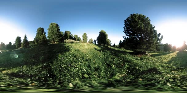 UHD 4K 360 VR tijdspanne van groen bergwoud. Zonnestralen en schaduw, gras en pijnbomen. — Stockvideo