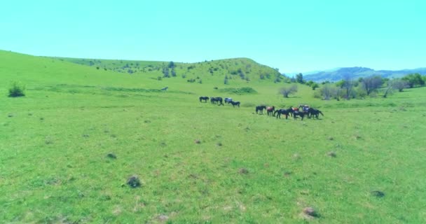 Voo sobre cavalos selvagens rebanho no prado da montanha. Verão montanhas natureza selvagem. Conceito de ecologia da liberdade. — Vídeo de Stock