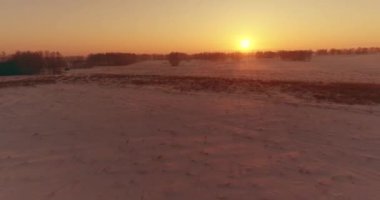 Arktik çayırlı soğuk kış manzarası, karla kaplı ağaçlar ve ufukta sabah güneşleri..