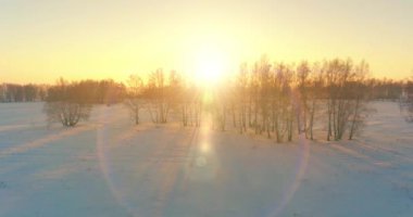 Arktik çayırlı soğuk kış manzarası, karla kaplı ağaçlar ve ufukta sabah güneşleri..