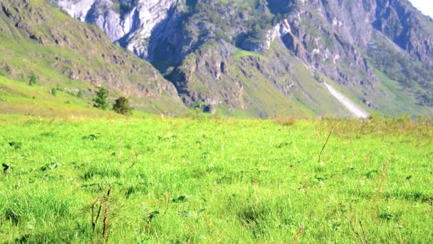 Pěší turistika muž na zelené horské louky s batohem. Letní sportovní a rekreační koncepce. — Stock video