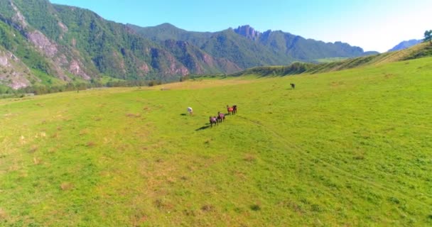 Volo sopra mandrie di cavalli selvatici sul prato. Primavera montagne natura selvaggia. Libertà concetto di ecologia. — Video Stock