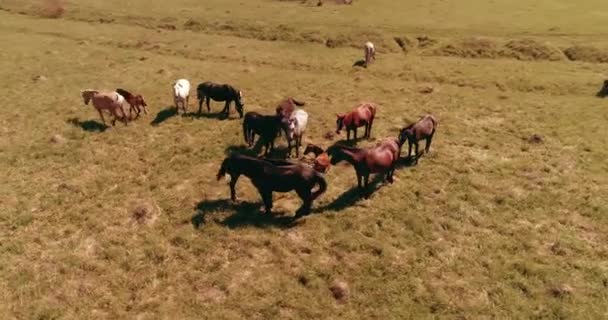 Lot nad dzikimi końmi stado na górskiej łące. Letnie góry dzika przyroda. Koncepcja ekologii wolności. — Wideo stockowe