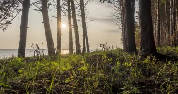 Timelapse bosque salvaje lago en la hora de verano. Naturaleza salvaje y prado rural. Bosque verde de pinos, rayos de sol y nubes sobre el mar. Movimiento deslizante de dolly motorizado — Vídeos de Stock