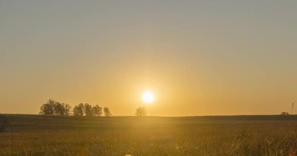 Płaskie wzgórze łąka timelapse w letnim czasie zachodu słońca. Dzika przyroda i wiejskie pole trawy. Promienie słońca i drzewa. Suwak z wózkiem silnikowym — Wideo stockowe