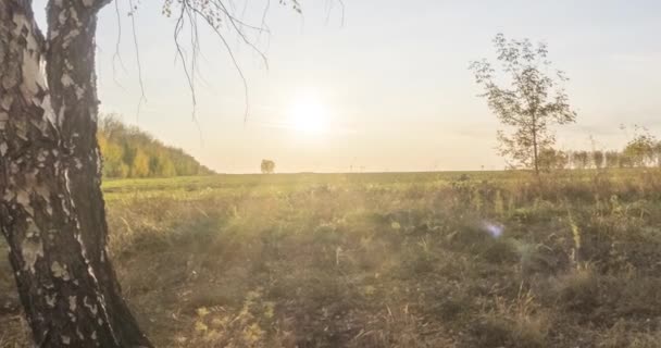 Czas łąki w okresie letnim lub jesiennym. Wiejskie promienie słońca, drzewa i zielona trawa. Suwak lalek silnikowych o zachodzie słońca — Wideo stockowe