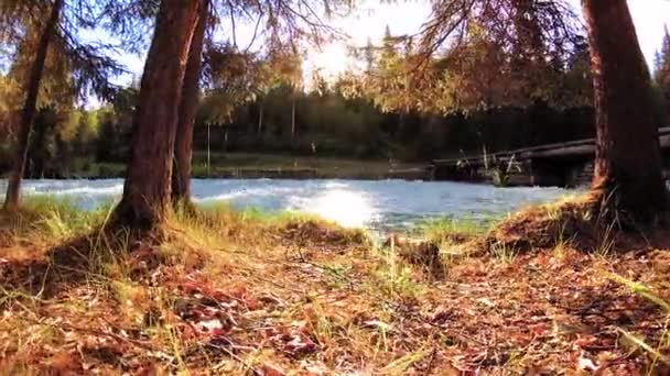 Pradera en la orilla del río de montaña. Paisaje con hierba verde, pinos y rayos de sol. Movimiento en la muñeca deslizante motorizada. — Vídeo de stock