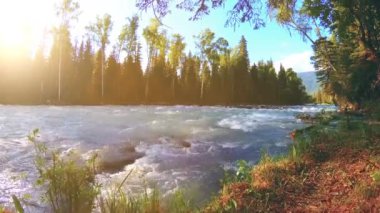 Dağ nehri kıyısındaki çayır. Yeşil çimlerle, çam ağaçlarıyla ve güneş ışınlarıyla kaplı bir manzara. Motorlu kaydırma kulesinde hareket.