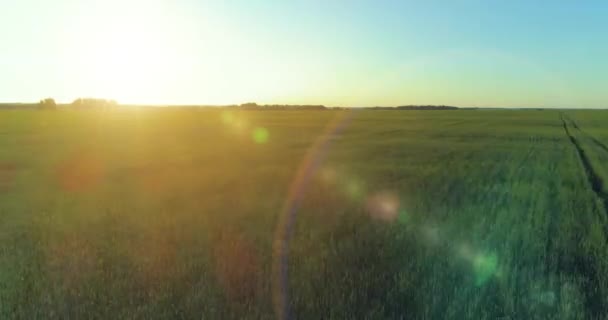 Volo a bassa quota sopra il campo estivo rurale con infinito paesaggio giallo alla sera soleggiata estiva. Raggi solari all'orizzonte. — Video Stock