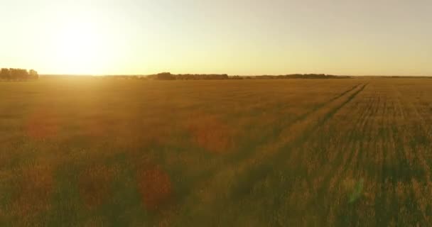 Voo de baixa altitude acima do campo de verão rural com infinita paisagem amarela na noite ensolarada de verão. Raios solares no horizonte. — Vídeo de Stock