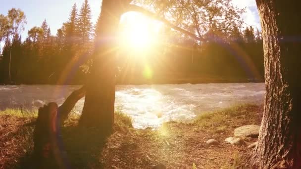 Prairie au bord de la rivière de montagne. Paysage avec herbe verte, pins et rayons du soleil. Mouvement sur poupée coulissante motorisée. — Video