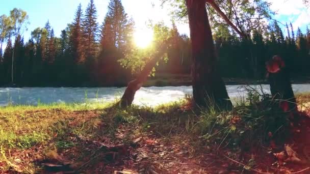 Prado na margem do rio da montanha. Paisagem com grama verde, pinheiros e raios de sol. Movimento em boneca deslizante motorizada. — Vídeo de Stock