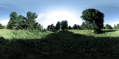 UHD 4K 360 VR yeşil dağ ormanı. Güneş ışığı ve gölge, çimen ve çam ağaçları.