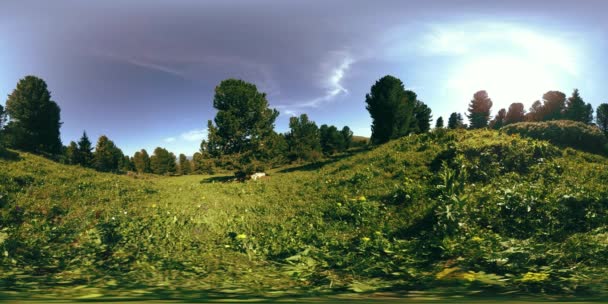 UHD 4K 360 VR groen bergwoud. Zonnestralen en schaduw, gras en pijnbomen. — Stockvideo