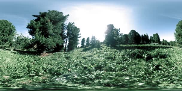 UHD 4K 360緑の山の森のVR 。太陽の光と影、草や松の木. — ストック動画