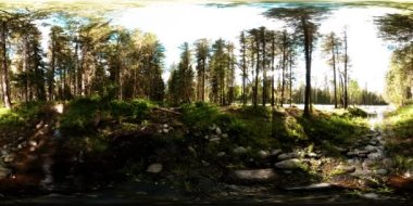 Vahşi bir ormanın 360 VR sanal gerçekliği. Çam ormanı, küçük, hızlı, soğuk dağ nehri. Ulusal park.