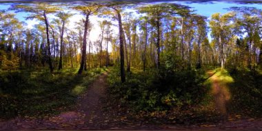 Bir şehir parkının UHD 4K 360 VR Sanal Gerçekliği. Sonbaharda ya da yaz gününde ağaçlar ve yeşil çimenler