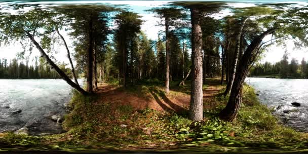 360 VR realidad virtual de un bosque salvaje. Bosque de pinos, pequeño río de montaña rápido y frío. Parque Nacional. — Vídeo de stock