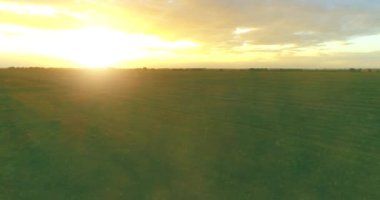 Güneşli yaz akşamında sonsuz sarı tarlaları olan kırsal kesimin üzerinde bir uçuş. Sonbahar gündoğumunda tarım arazisi