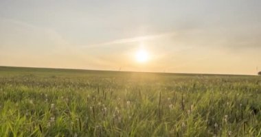 Yaz ya da sonbahar zamanında Hill Meadow zaman kapsülü. Vahşi sonsuz doğa ve kırsal alan. Yeşil çimlerin üzerinde güneş ışınları. Motorlu doli kaydırma hareketi