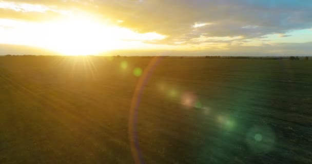 Vuelo sobre el paisaje rural de verano con un campo amarillo infinito en la soleada noche de verano. Campos agrícolas al amanecer de otoño — Vídeo de stock