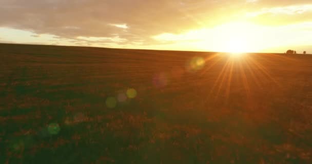 Vol au-dessus du paysage rural d'été avec champ jaune sans fin à la soirée ensoleillée d'été. Terres agricoles à l'aube de l'automne — Video