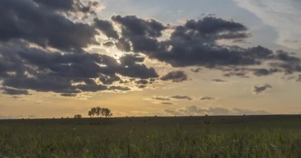 Plana colina prado timelapse no verão horário do pôr do sol. Natureza selvagem e campo rural. Raios solares, árvores, movimento de relva verde. Controle deslizante de boneca motorizado — Vídeo de Stock