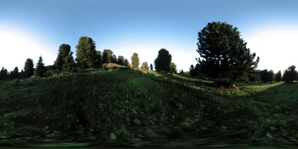 UHD 4K 360 VR timelapse zielonych lasów górskich. Promienie słoneczne i cień, trawa i sosny. — Wideo stockowe