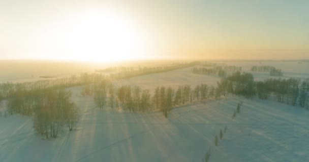 Arktik çayırlı soğuk kış manzarası, karla kaplı ağaçlar ve ufukta sabah güneşleri.. — Stok video