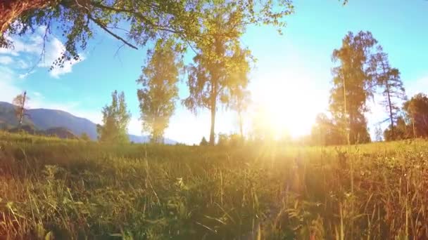 Sonnige ländliche Wiese in Berglandschaft mit grünem Gras, Bäumen und Sonnenstrahlen. Diagonale Bewegung auf motorisiertem Schiebewagen. — Stockvideo