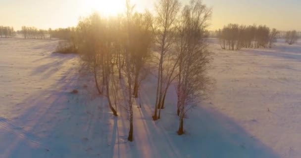 Luchtfoto drone uitzicht op koud winterlandschap met poolveld, bomen bedekt met vorst sneeuw en ochtendzon stralen over horizon. — Stockvideo