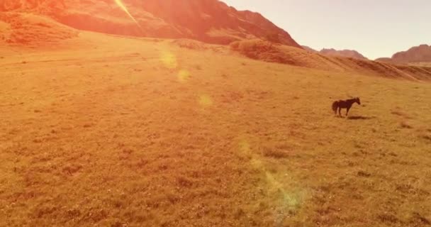 Vuelo sobre el rebaño de caballos salvajes en el prado. Primavera montañas naturaleza salvaje. Concepto de ecología de libertad. — Vídeo de stock