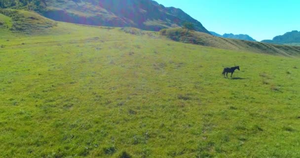 Volo sopra mandrie di cavalli selvatici sul prato. Primavera montagne natura selvaggia. Libertà concetto di ecologia. — Video Stock