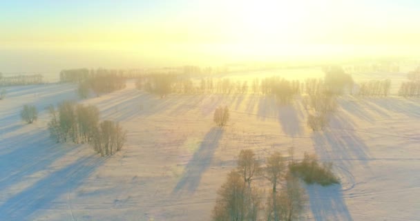 Luchtfoto drone uitzicht op koud winterlandschap met poolveld, bomen bedekt met vorst sneeuw en ochtendzon stralen over horizon. — Stockvideo