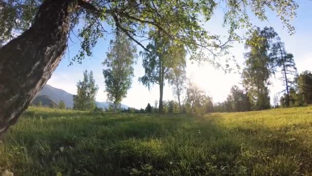 Prairie rurale ensoleillée au paysage de montagne avec herbe verte, arbres et rayons du soleil. Mouvement diagonal sur poupée coulissante motorisée. — Video